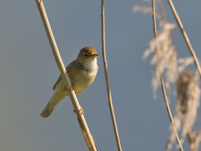 Acrocephalus palustris Bosrietzanger Marsh Warbler